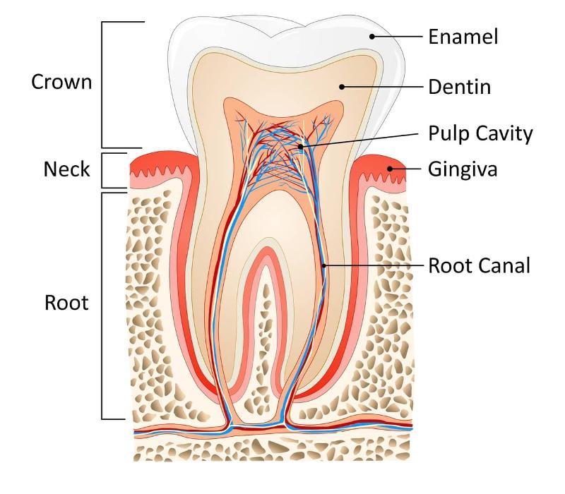 root canal diagram